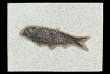 4.2" Fossil Fish (Knightia) - Green River Formation - #129778-1